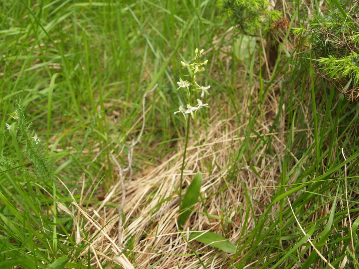 Orchid, Lesser Butterfly plant